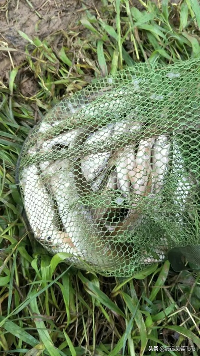 蟹笼类型选对=爆护！2025实战测试数据曝光