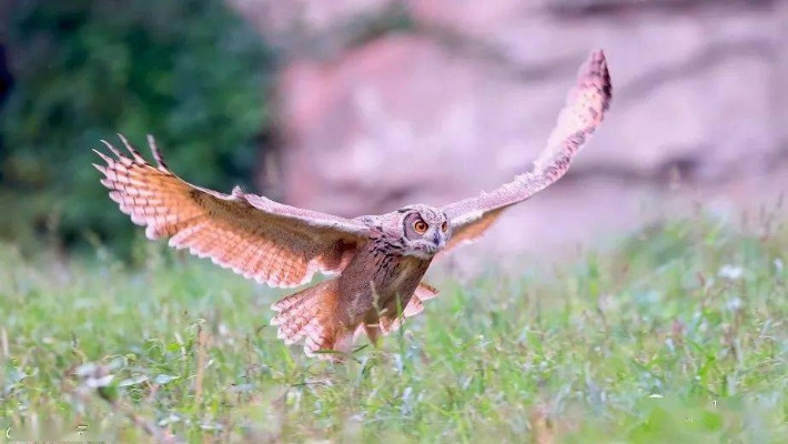 2025姬鸮摄影实战密码，从洞穴追踪到飞行定格的7个稀缺技巧