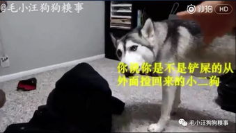 二狗子为何变异阵亡？真相揭秘引玩家深思