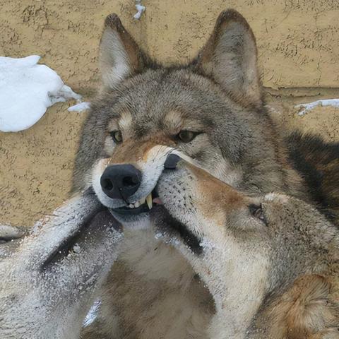 野狼谷速通秘籍，3分钟破解狼王狂暴机制，95%玩家不知道的隐藏宝箱链