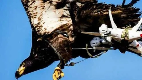 无人机被鹰叼走？2025航拍防猛禽攻击实战生存指南