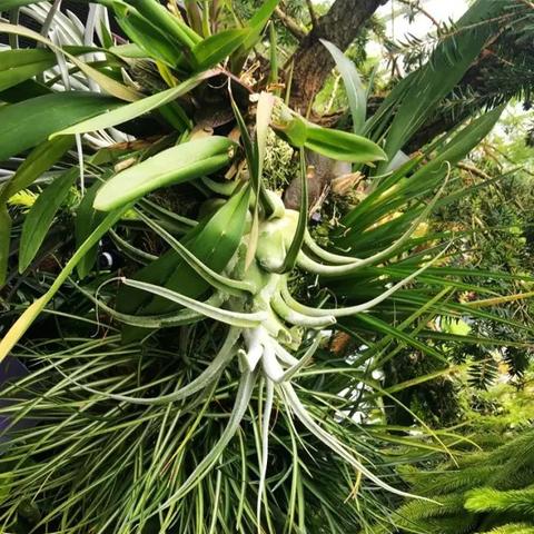 植物大战僵尸，花园战争多人对战精彩实战演示曝光