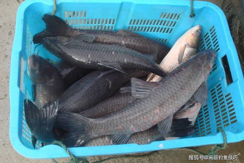 闹鬼的青鱼刷新点在哪？2025冬版本幽灵海域全机制与速通配置