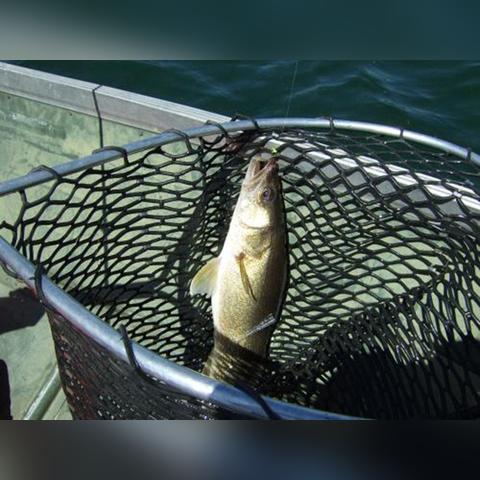 电子浮标VS传统立漂，2025年实战数据告诉你谁才是王者