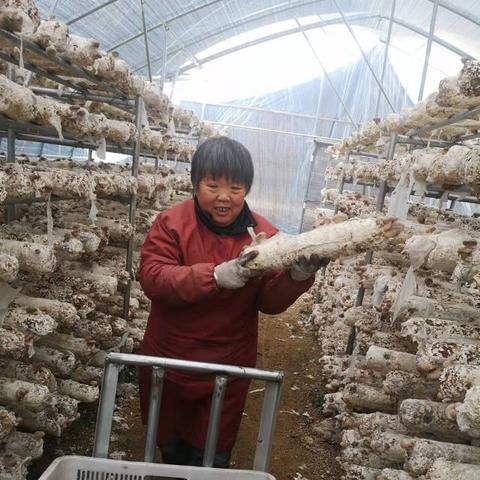 红蘑菇怎么种？1.21版本高效采集与全自动种植黑科技