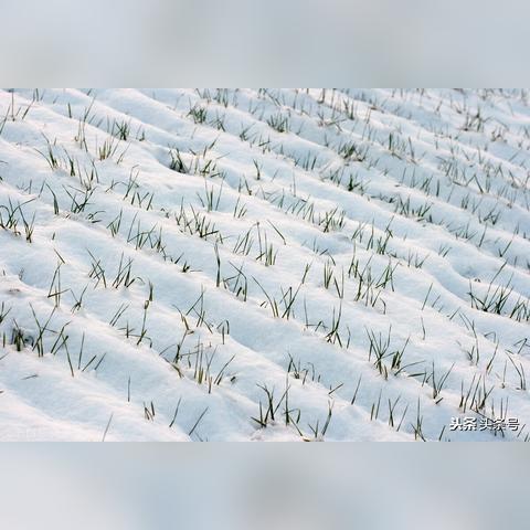 今冬北方极端天气预警，寒潮暴雪冻雨三重威胁，这份生存指南能救命