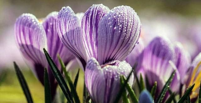 想轻松解锁黑道圣徒MDI - 85卡宾枪？这份快速上手攻略别错过！