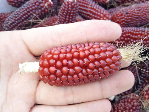 2026年经典单机RPG还能玩吗？3大类型深度解析与配置优化指南