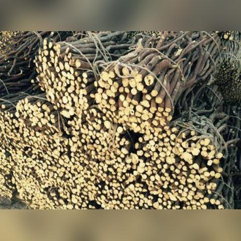 一、甘草种子三大核心类型，你的地该种哪一种？