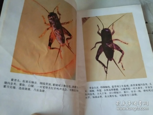斗蛐蛐全链路实战手册，2026年选虫养虫斗虫的20个绝密细节