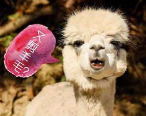 为什么你的金丝熊总越狱？2026年迷你窝行为学设计揭秘