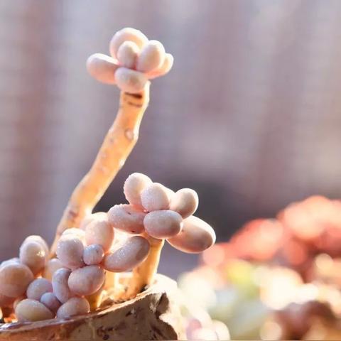 梦幻西游电脑版一年五破纪录，390万在线新高背后的逆生长密码