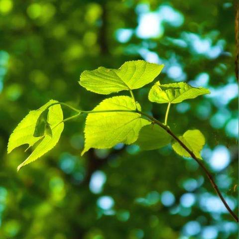 自由篮球春日福利，人气角色免费创建，多款宝珠服饰焕新！