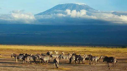 探秘猎人荒野乌尔霍加草原，揭开神秘动物的独特魅力！
