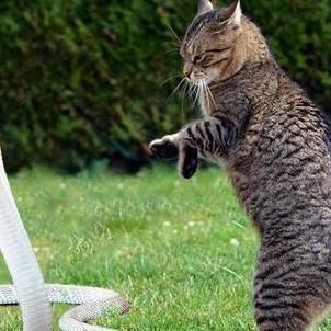 恐惧反应2的两种核心恐怖类型解析