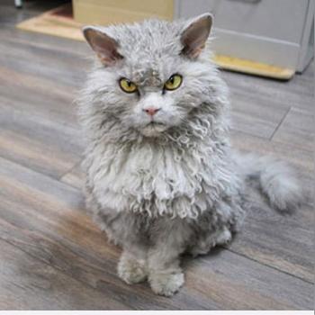 QQ自由幻想宠物升级全类型实测，从平民到土豪的3条核心路线