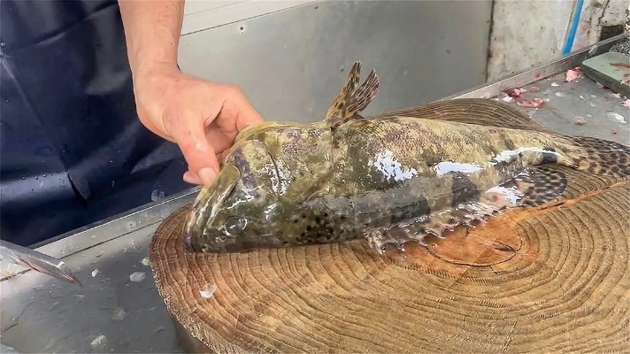 野生石斑鱼怎么挑？老渔民揭秘3秒辨真假实战技巧