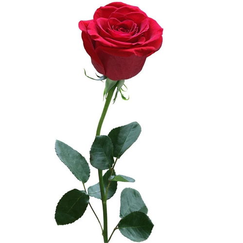 红玫瑰黑玫瑰干员怎么选？2026最新实战搭配指南