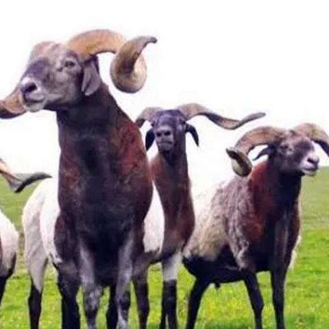 吞食天地2复刻版速通秘籍，5小时通关+隐藏武将全收集2026最新实测