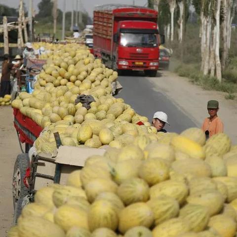 哈密瓜品种大全，2026年最新17种哈密类型选购指南与甜度密码揭秘