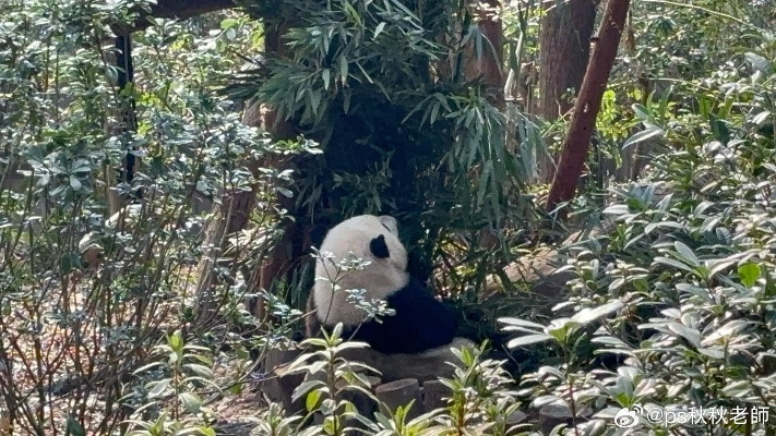 紧急更新，大熊猫花花感冒停展，2026年3月成都熊猫基地实战替代方案全解析