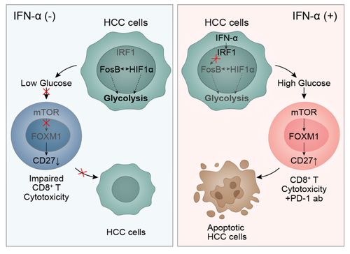 癌细胞作弊7大黑幕，2026免疫治疗耐药破解与精准克制方案