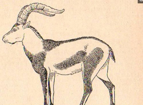 2026赛季军牌类型全解析，这3类隐藏军牌90%玩家都忽略了