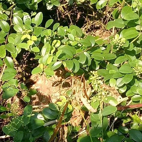 想玩转庇护所？物品深度剖析与开局实用技巧大揭秘！