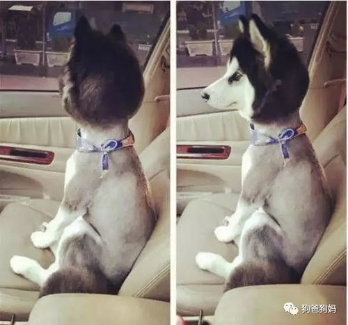 爆笑打野鸡是什么鬼？2026年新手必看的骚操作全攻略