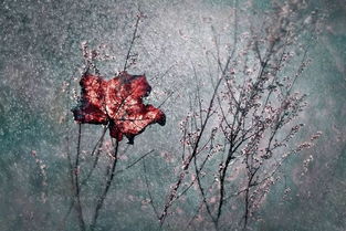 一、叶知秋特殊结局的三种隐藏类型