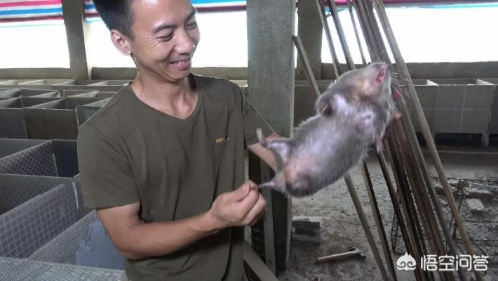 禁野2年后华农兄弟养羊模式全解密，从竹鼠到黑山羊的转型实战与2026盈利新趋势