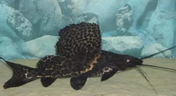 熊猫鱼总养死？底栖鱼专家的7条逆天命法则