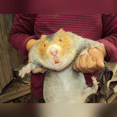 竹鼠禁养2年，华农兄弟靠养羊逆袭？深度拆解三农顶流转型密码