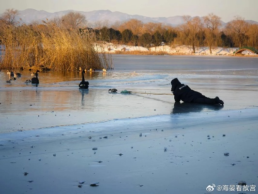 圆明园冻湖救天鹅，大爷踏冰救援全记录与冬季野生动物应急手册