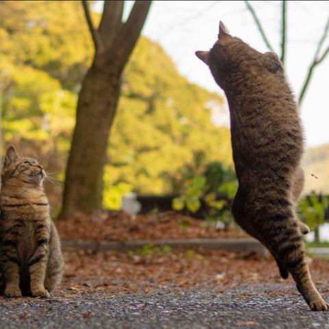 别再乱按了！究极风暴3出招表深度解析+高胜率套路