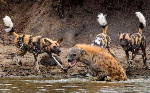 2026年野狗类型终极克制指南，3大隐藏机制破解速攻流90%胜率神话