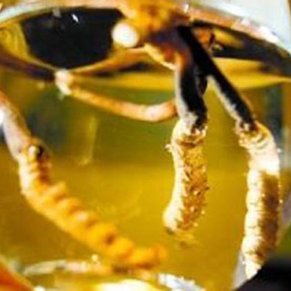 第一类，「版本寄生虫」式微解析