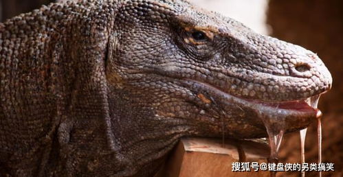 showtooltip 毒液撕咬