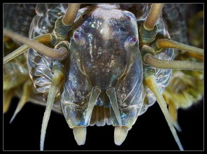 巨型黑章鱼触须类型全解密，2026最新实战应对与生物结构深度剖析