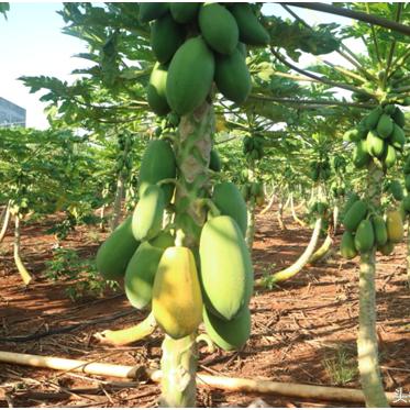 生态的底层逻辑