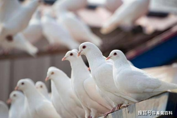 肉鸽连携失效真相，做完了还连在一起的3大隐藏规则与修复方案