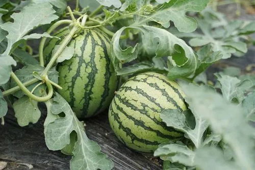 2026年最新西瓜种植全攻略，从阳台盆栽到规模化高产的7个实战命门