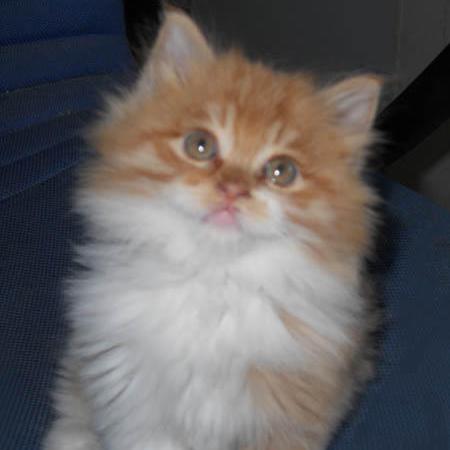 星空PS5实体盘数据不全 玩家需联网补全才能玩