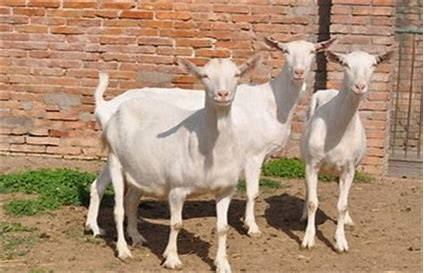 COA8,DOU5_Yan用跛脚羊四抓,速胜秘诀是啥?