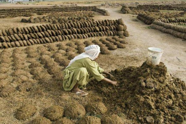 牛粪动力汽车:印度市场接受度极高