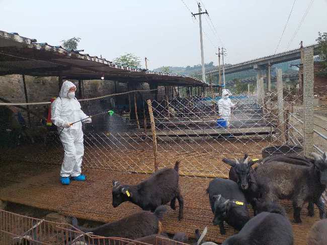 金垦小镇动物养殖攻略详解