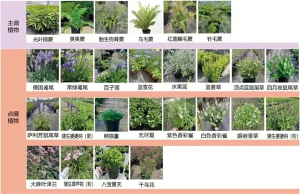 金垦小镇植物种类盘点