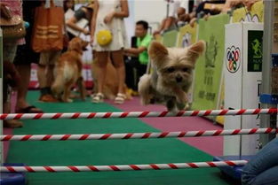 《野狗子》王文若奇才攻略：独家技巧解锁！