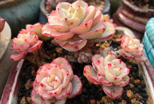 华夏牛种全解析，从传统役用走向高端肉用，如何选择最适合你的养殖品种？