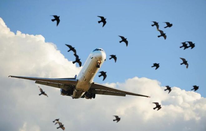 从浙大学霸到机场驱鸟专家，高学历人才为何瞄准这一冷门黄金赛道？